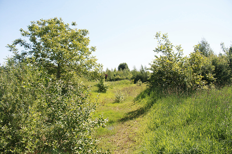 paardenkastanje CvG