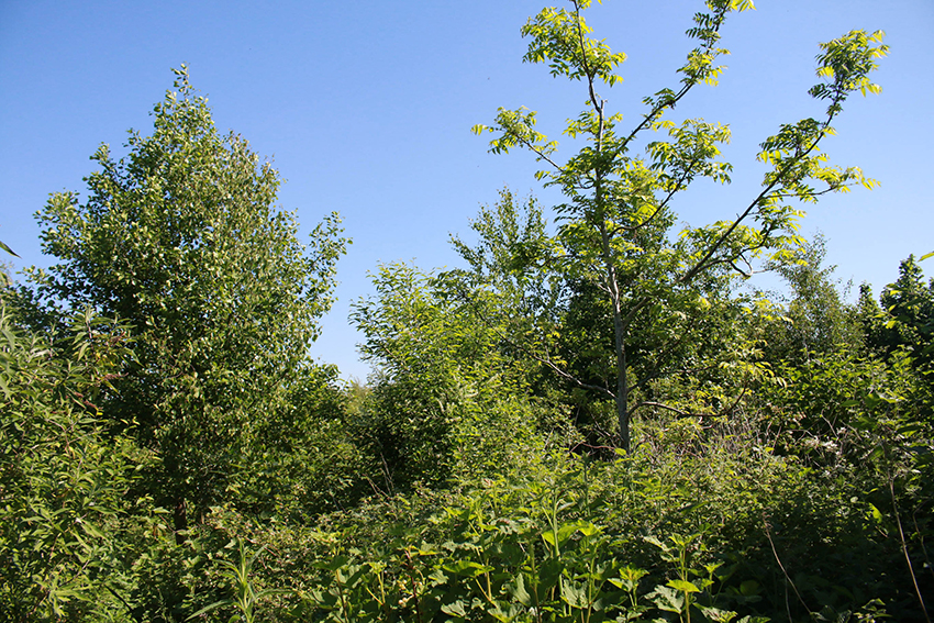 Buitenbrinkweg Fam Dekker